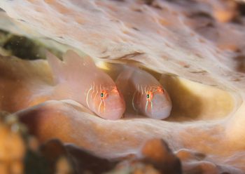 アワイロコバンハゼ