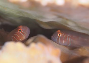 アワイロコバンハゼ