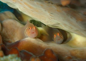 アワイロコバンハゼ