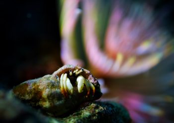 アカツメサンゴヤドカリ