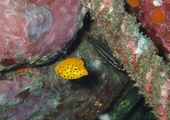 ミナミハコフグ