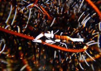 ラオメネス・コルヌトゥス