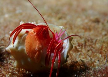 ゼブラホンヤドカリ