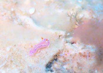 ジュッテンイロウミウシ