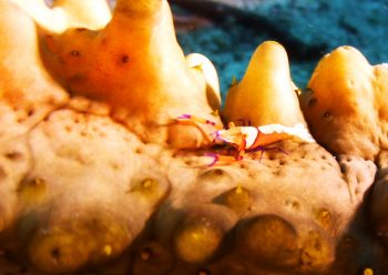 ウミウシカクレエビ