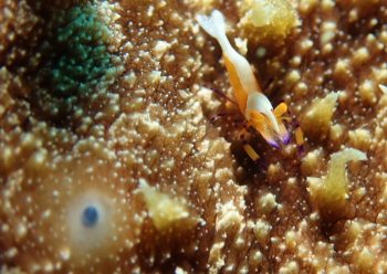 ウミウシカクレエビ