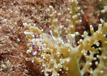 アカホシカクレエビ