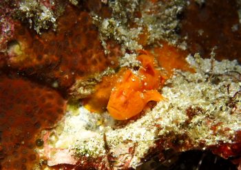 イロカエルアンコウ