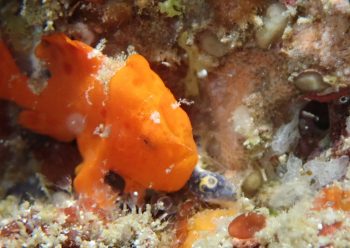 イロカエルアンコウ