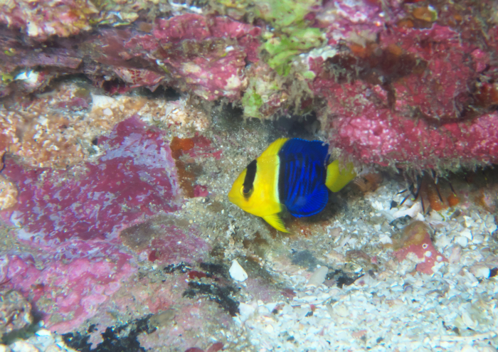 ソメワケヤッコ