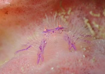 サクラコシオリエビ