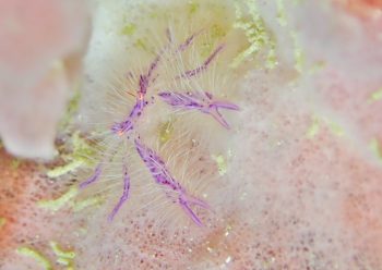 サクラコシオリエビ