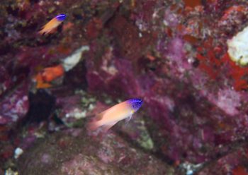 レモンスズメダイ