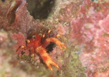 アナモリチュウコシオリエビ