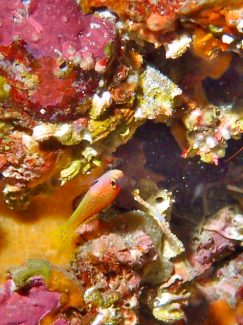 ダイトクベニハゼ