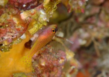 ダイトクベニハゼ