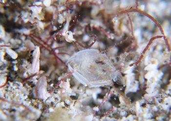サンゴヒメエビ