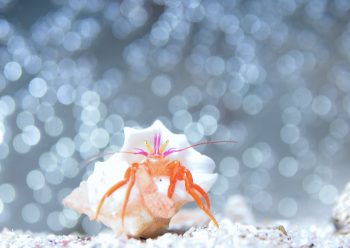 フルセゼブラヤドカリ