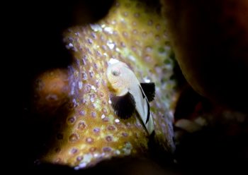 パンダダルマハゼ