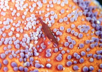 ヒトデヤドリエビ