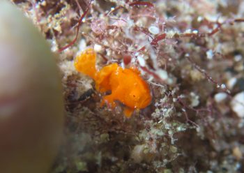 イロカエルアンコウ