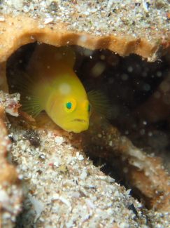 ミジンベニハゼ