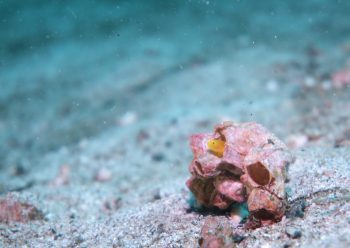 ミジンベニハゼ