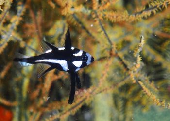 ホホスジタルミ