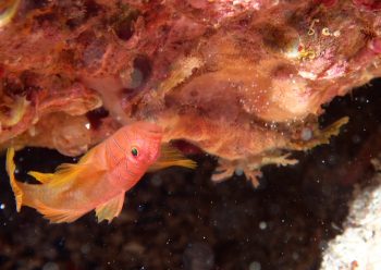 イレズミハゼ属の一種