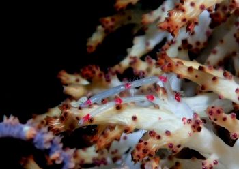 クダヤギクモエビ