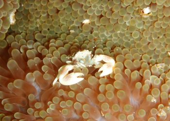 コホシカニダマシ