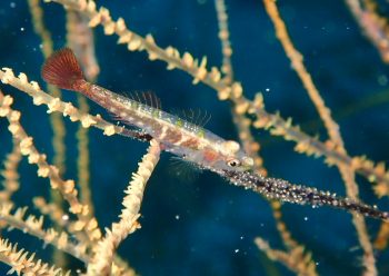 ヒレグロガラスハゼ