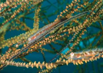 ヒレグロガラスハゼ