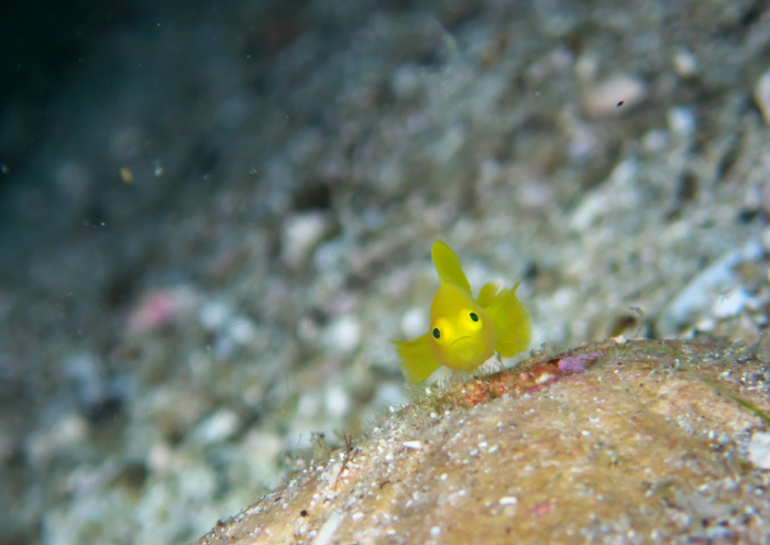 ミジンベニハゼ