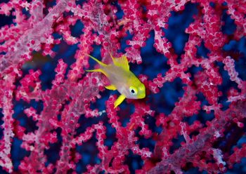 ヤマブキスズメダイ