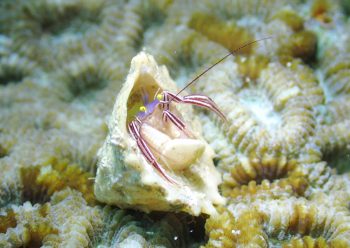 ケフサゼブラヤドカリ