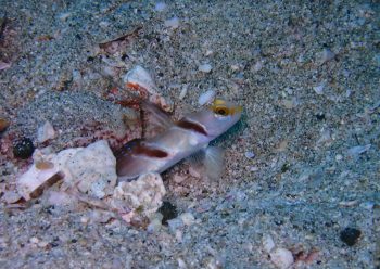 ヒレナガネジリンボウ