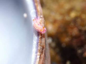 ジュッテンイロウミウシ