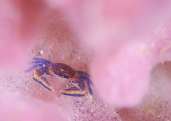 キクチカニダマシ