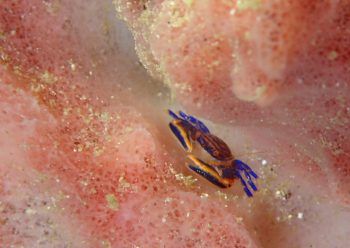 キクチカニダマシ