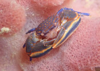 キクチカニダマシ