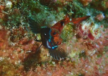 ヨゴレヘビギンポ