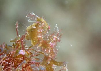 フィコカリスシムランス