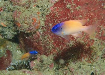 レモンスズメダイ