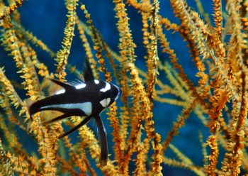 ホホスジタルミ