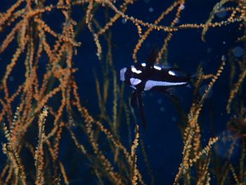 ホホスジタルミ