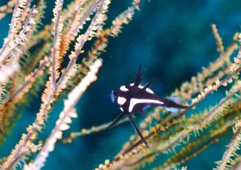 ホホスジタルミ