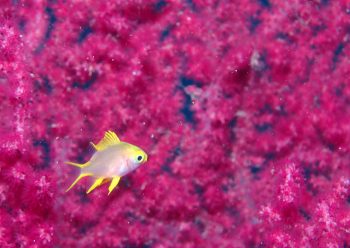 ヤマブキスズメダイ