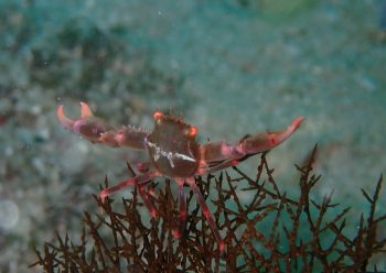 ホシベニサンゴガニ