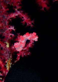 ピグミーシーホース